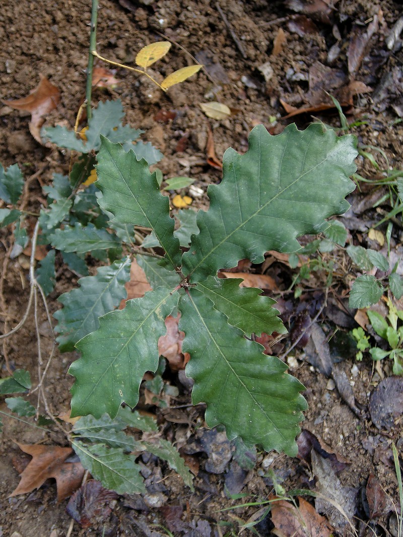 Quercus × cerrioides photo 6