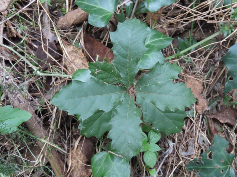 Quercus × cerrioides photo 7