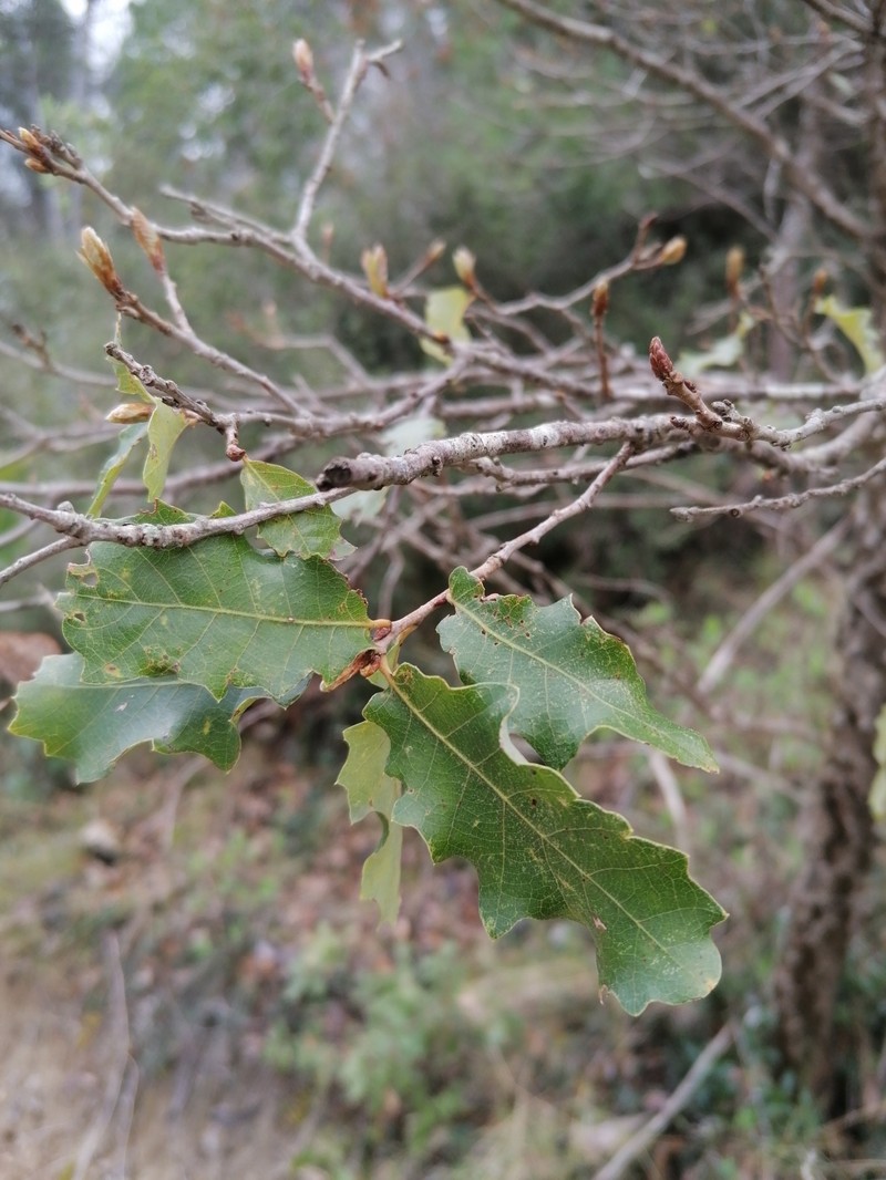 Quercus × cerrioides photo 8