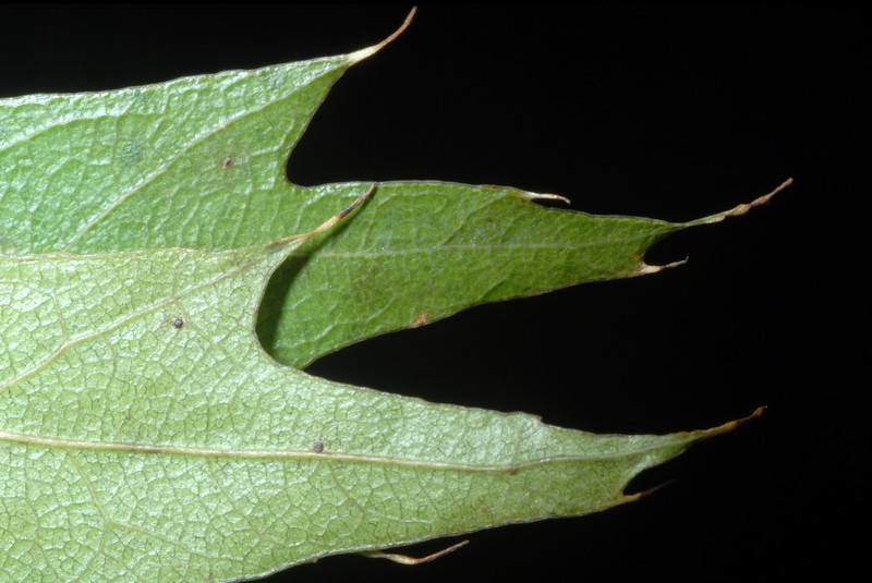 hybrid oak