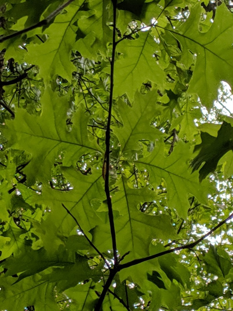 hybrid oak photo 2