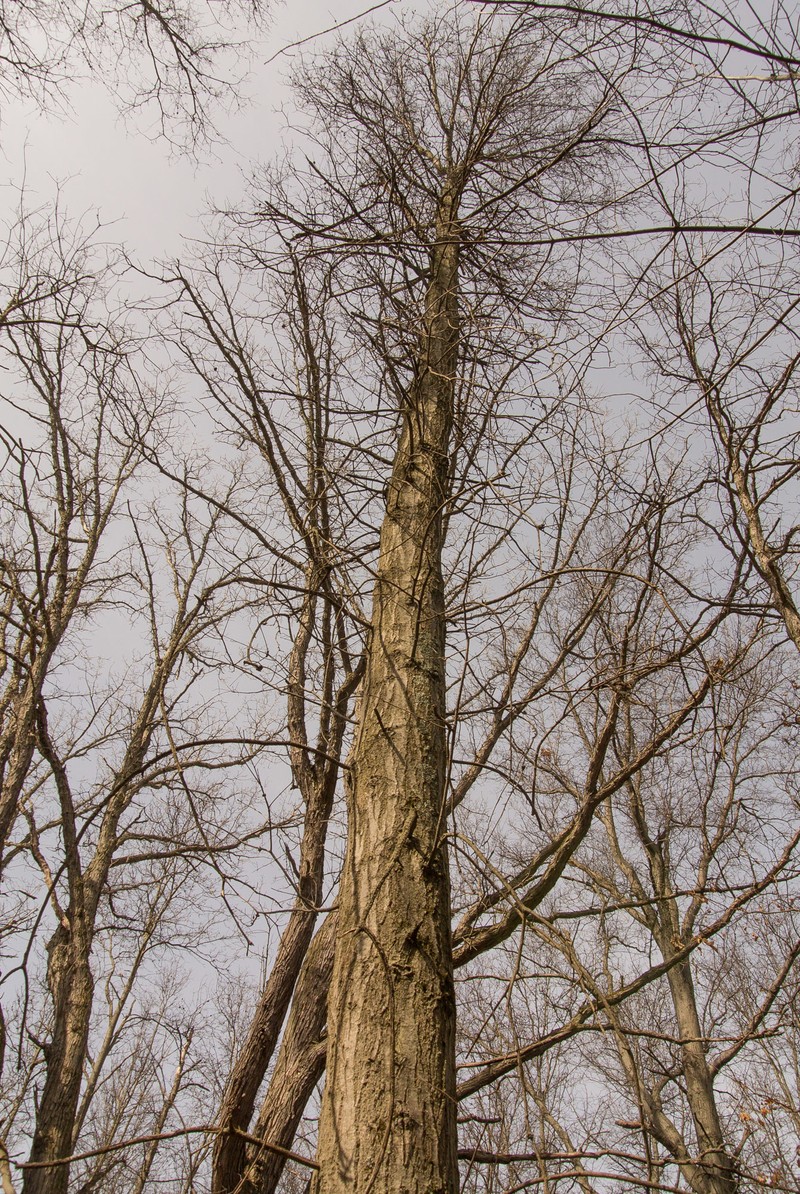 hybrid oak photo 3