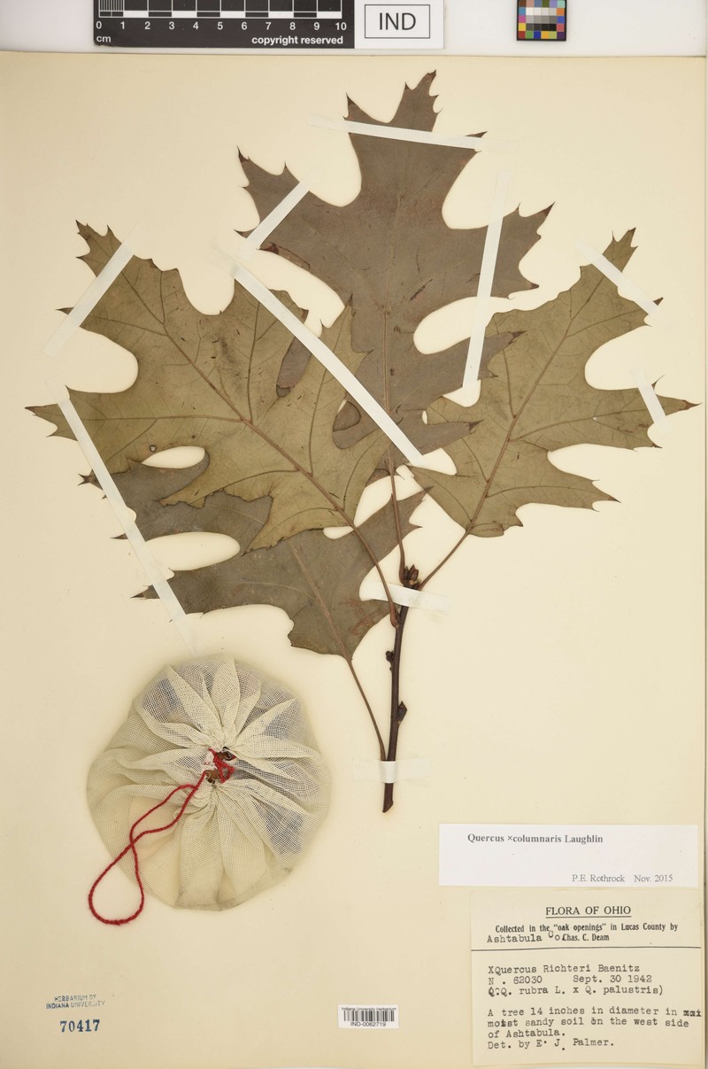 hybrid oak photo 4