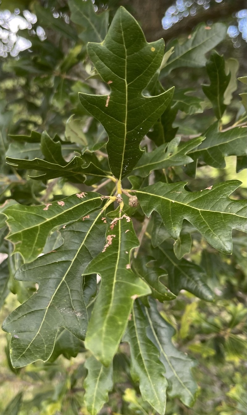 Compton Oak
