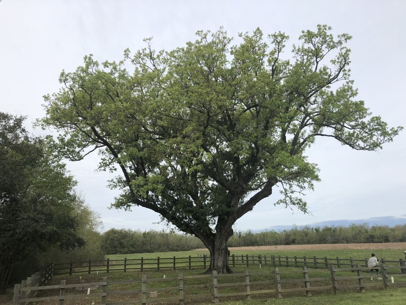Compton Oak photo 2