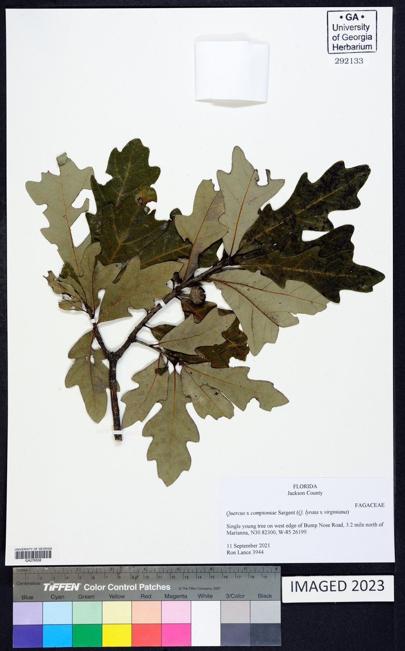 Compton Oak photo 4