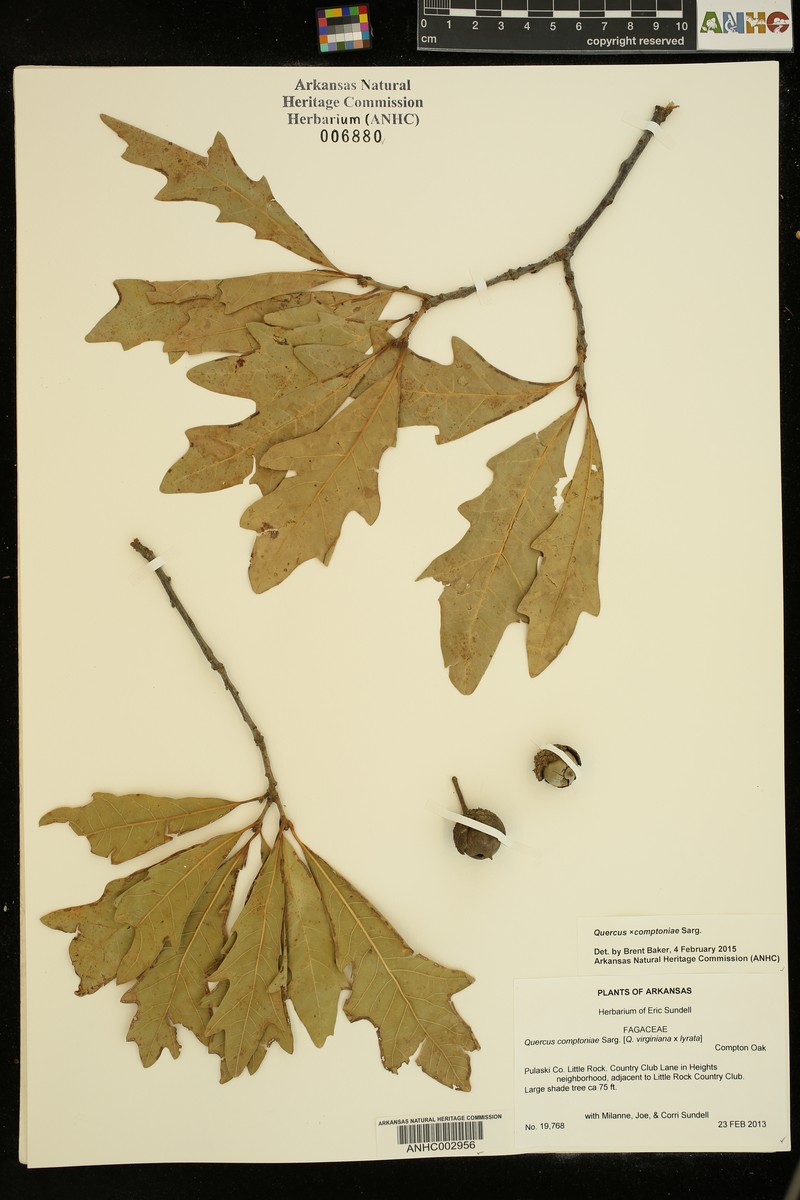 Compton Oak photo 5