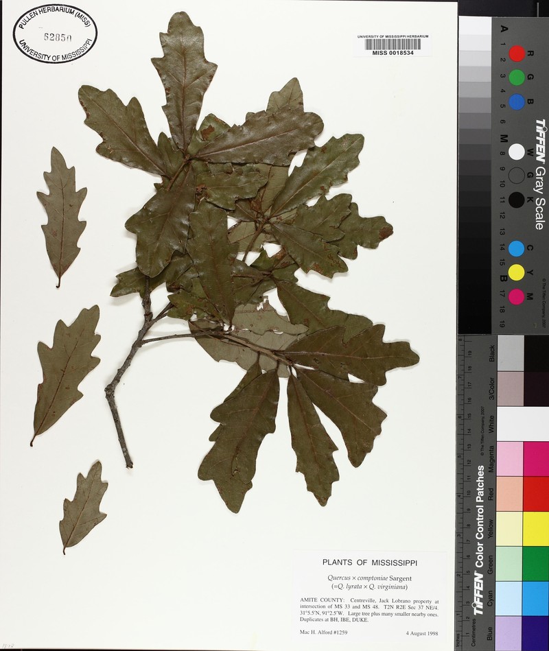 Compton Oak photo 7