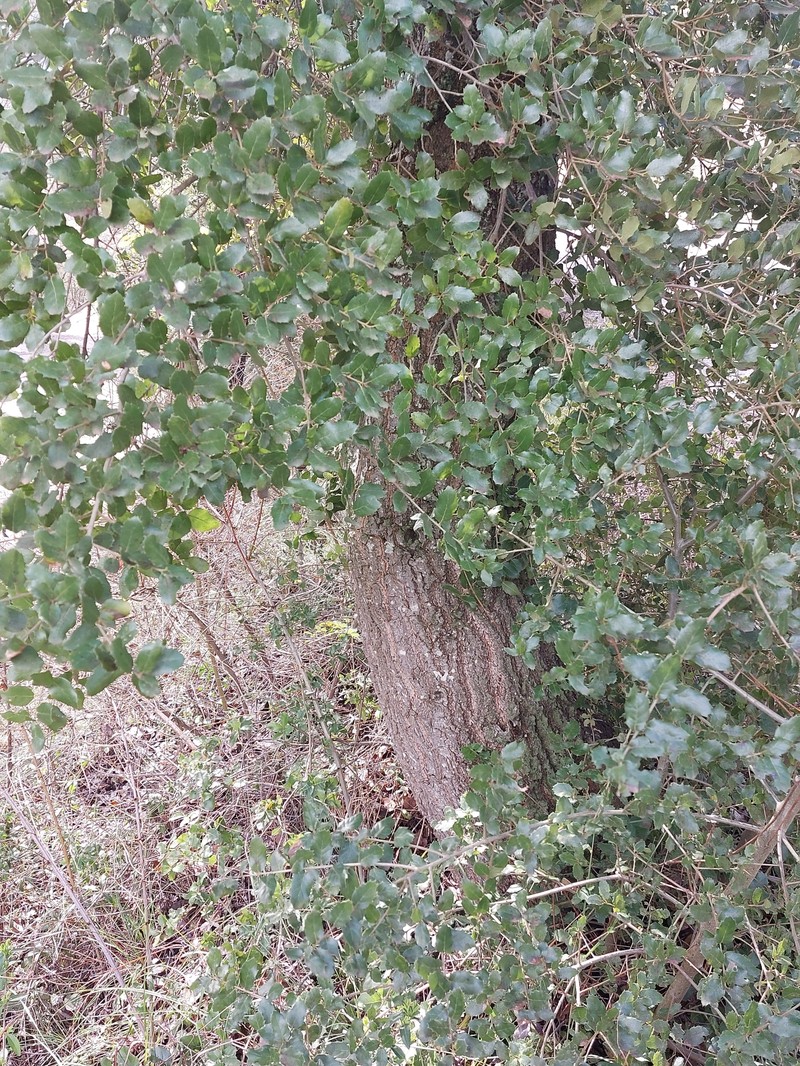 Quercus × coscojosuberiformis