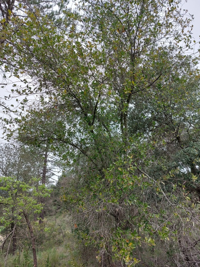 Quercus × coscojosuberiformis photo 2