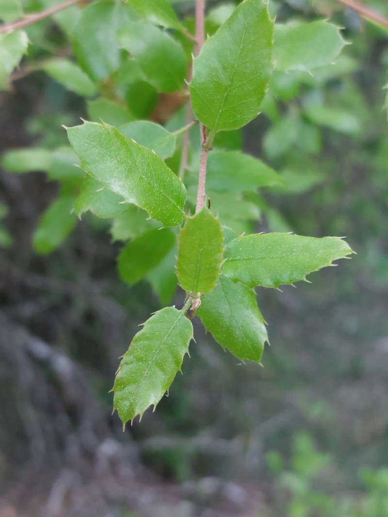 Quercus × coscojosuberiformis photo 3