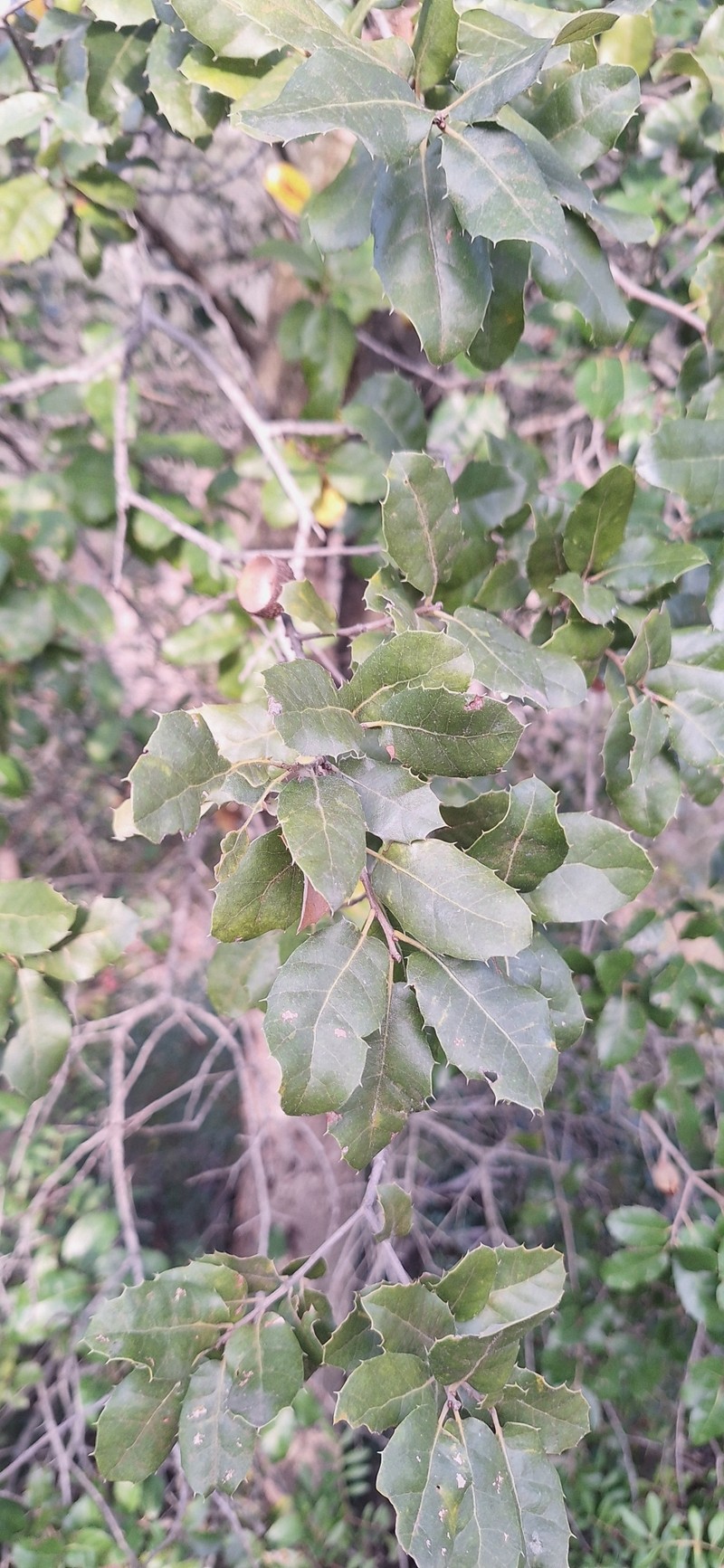 Quercus × coscojosuberiformis photo 4
