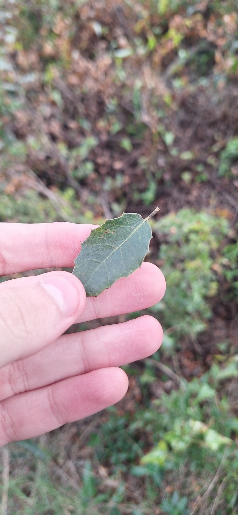 Quercus × coscojosuberiformis photo 5