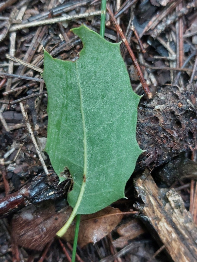 Quercus × coscojosuberiformis photo 6
