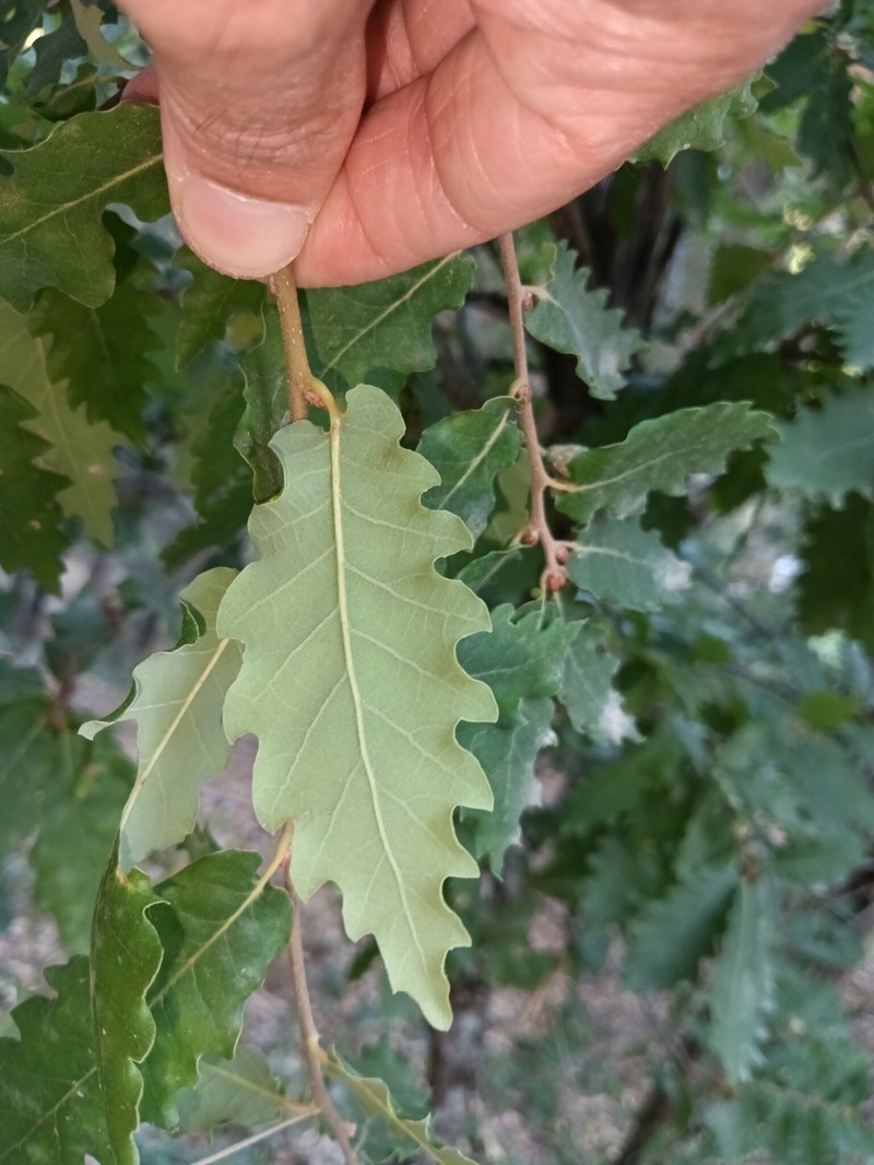 Quercus × coutinhoi