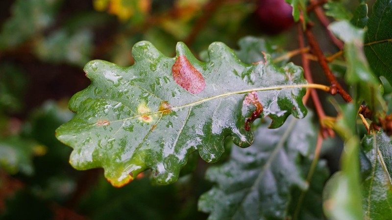 Quercus × coutinhoi photo 2