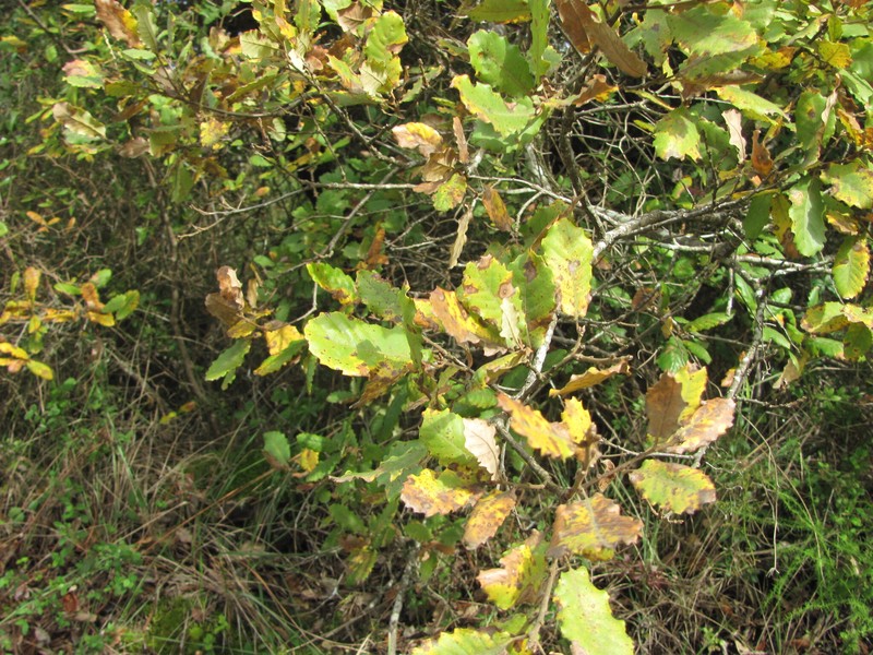 Quercus × coutinhoi photo 3