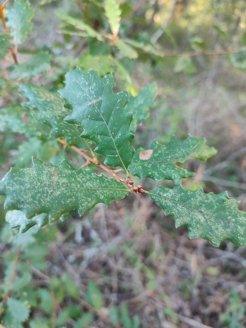 Quercus × coutinhoi photo 4