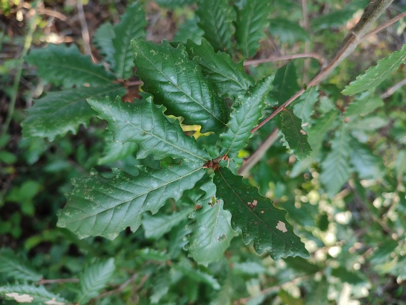 Quercus × coutinhoi photo 5