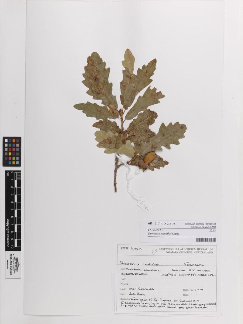 Quercus × coutinhoi photo 6
