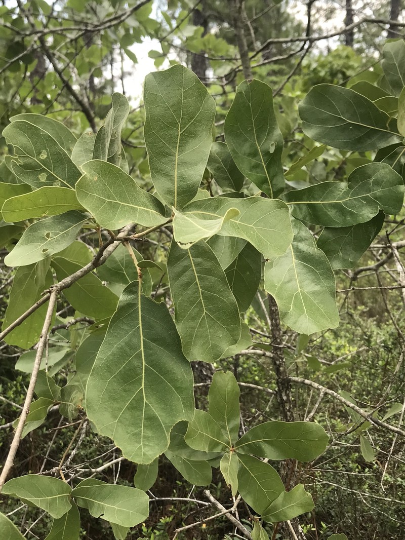 Craven Oak
