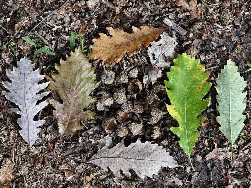 hybrid oak