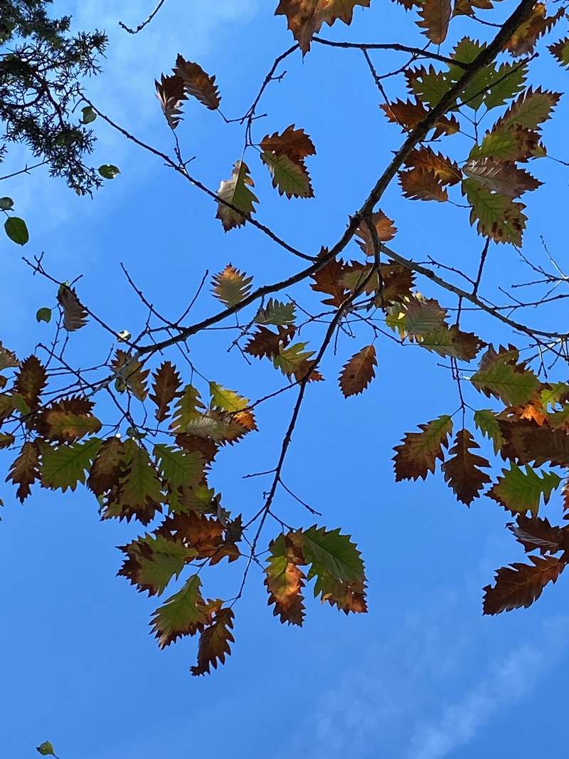 hybrid oak photo 2
