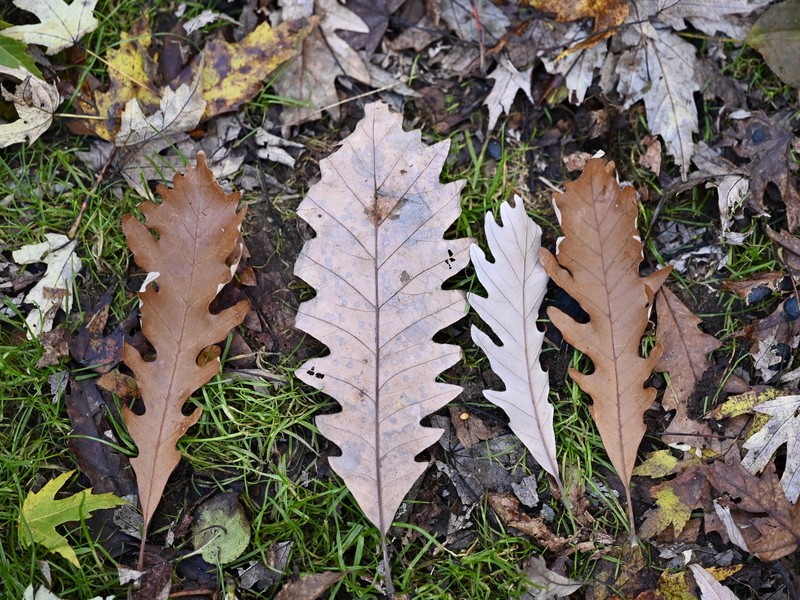 hybrid oak photo 3