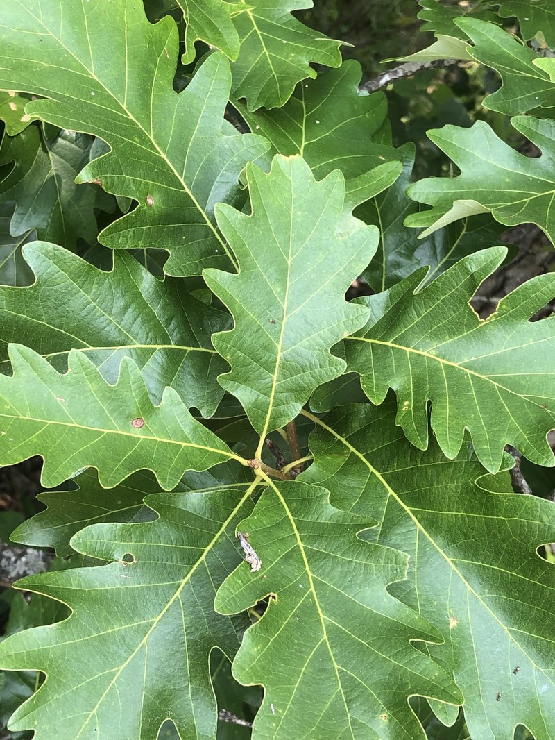 hybrid oak photo 4