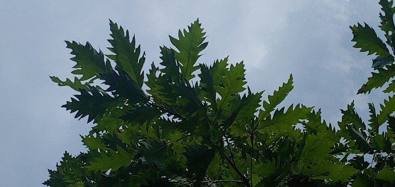 hybrid oak photo 5