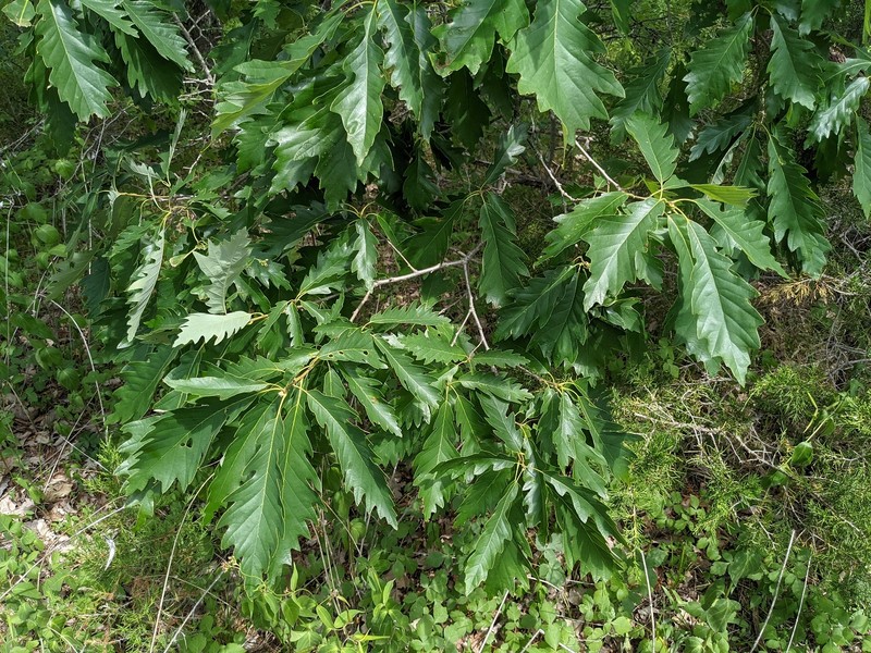 hybrid oak photo 6