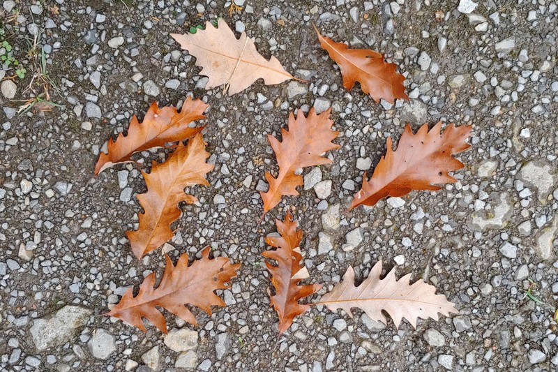 hybrid oak photo 7