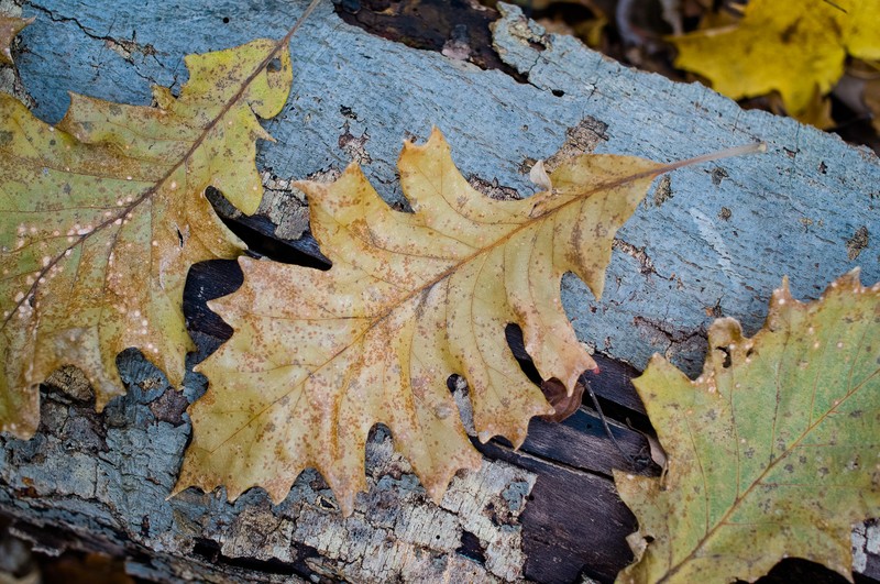 hybrid oak photo 8