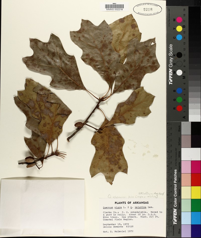 hybrid oak