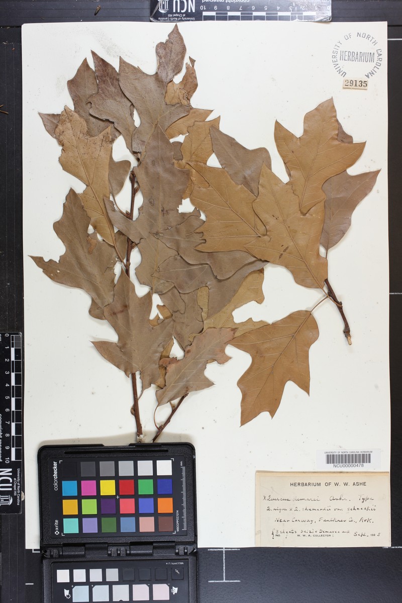 hybrid oak photo 2