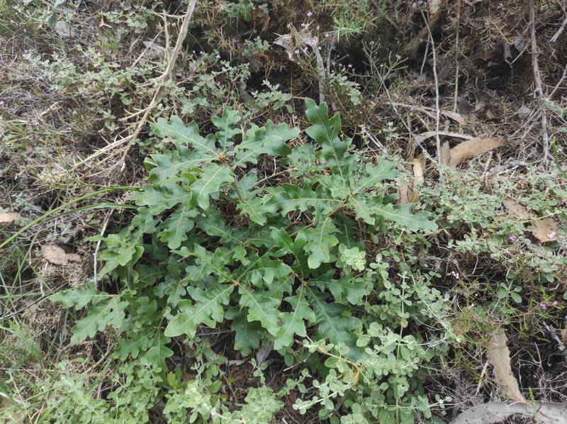 Quercus × diegoi