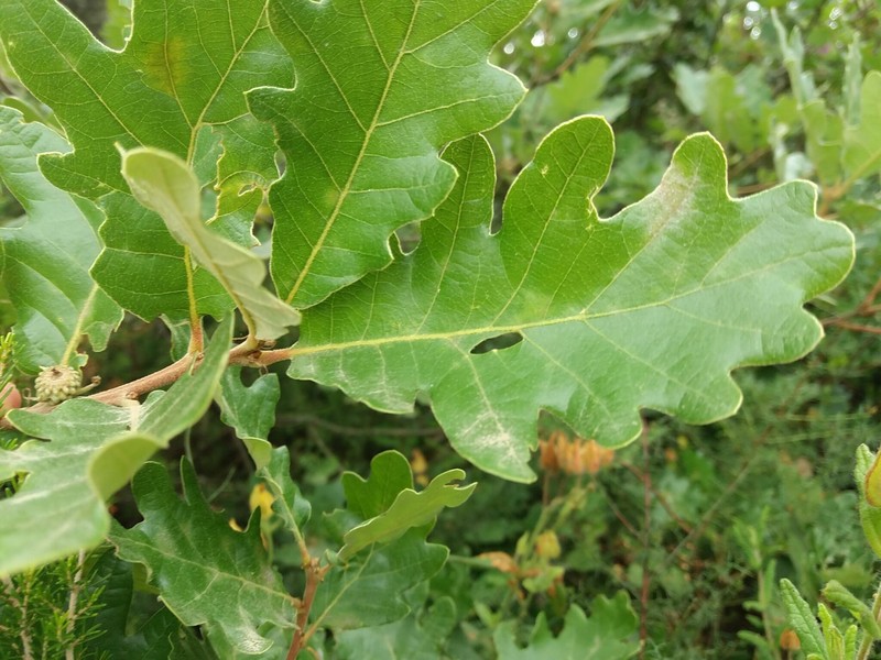 Quercus × diegoi photo 2