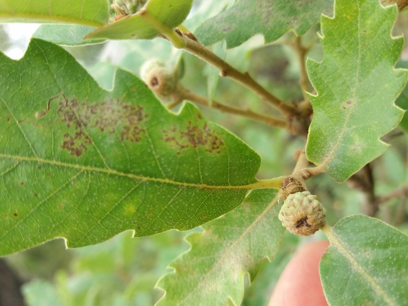 Quercus × diegoi photo 3