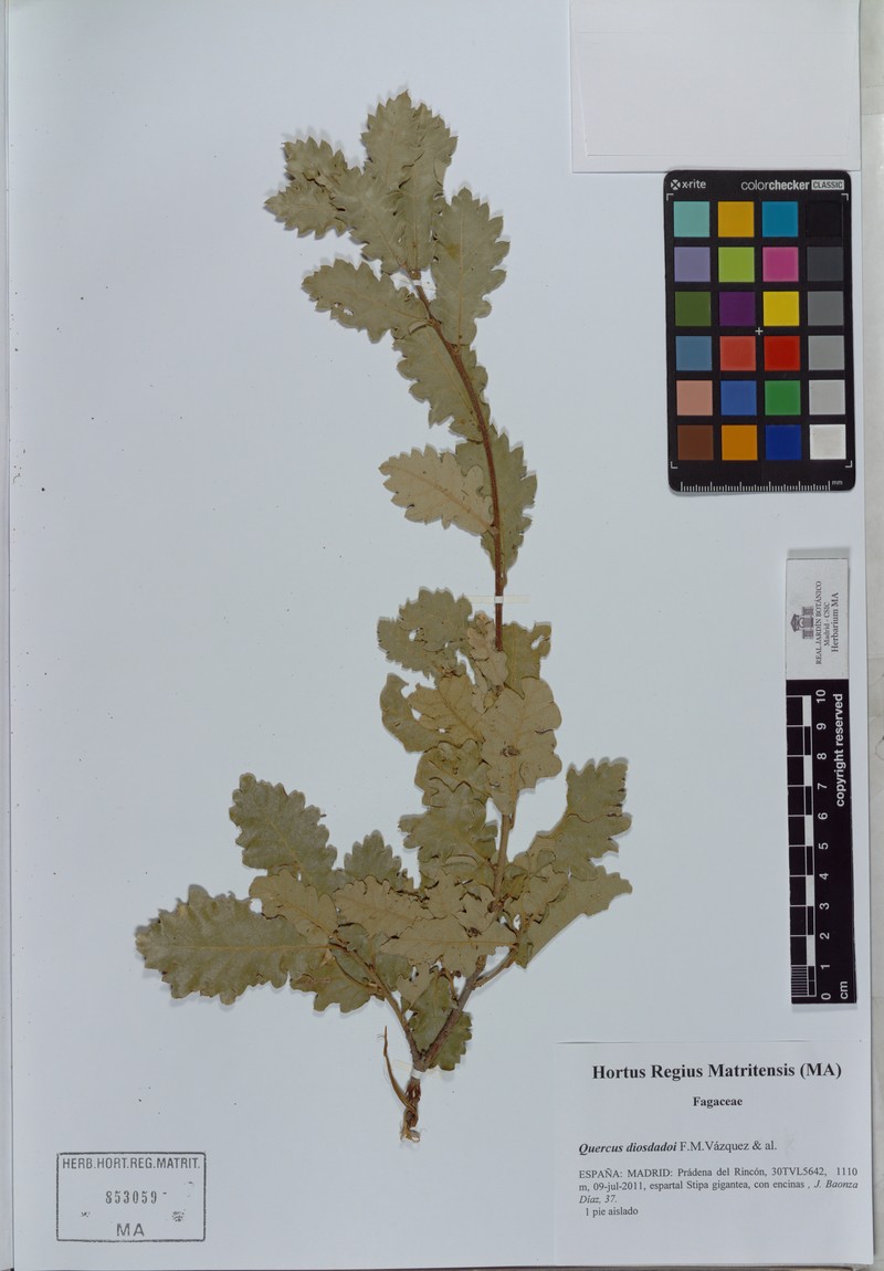 Quercus × diosdadoi