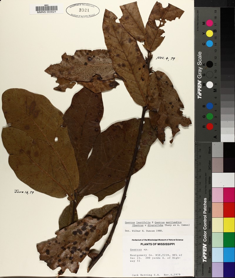hybrid oak