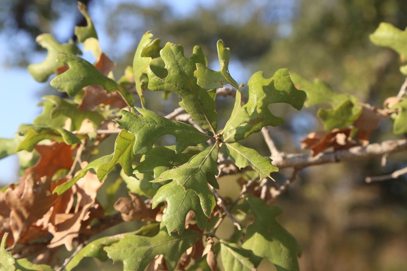 False Sand Post Oak