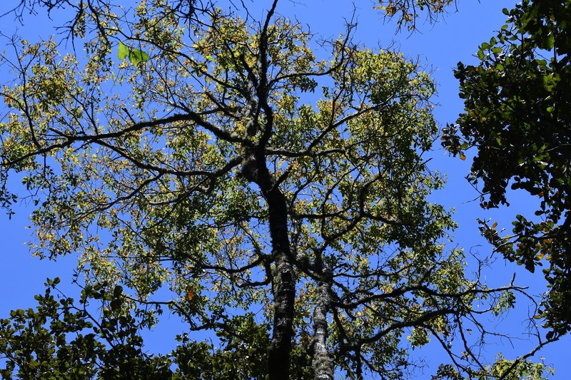 Quercus × dysophylla