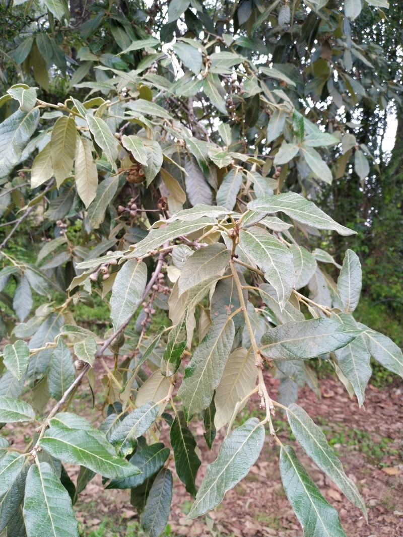 Quercus × dysophylla photo 2