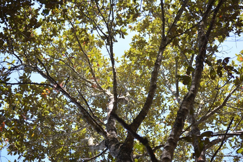 Quercus × dysophylla photo 3