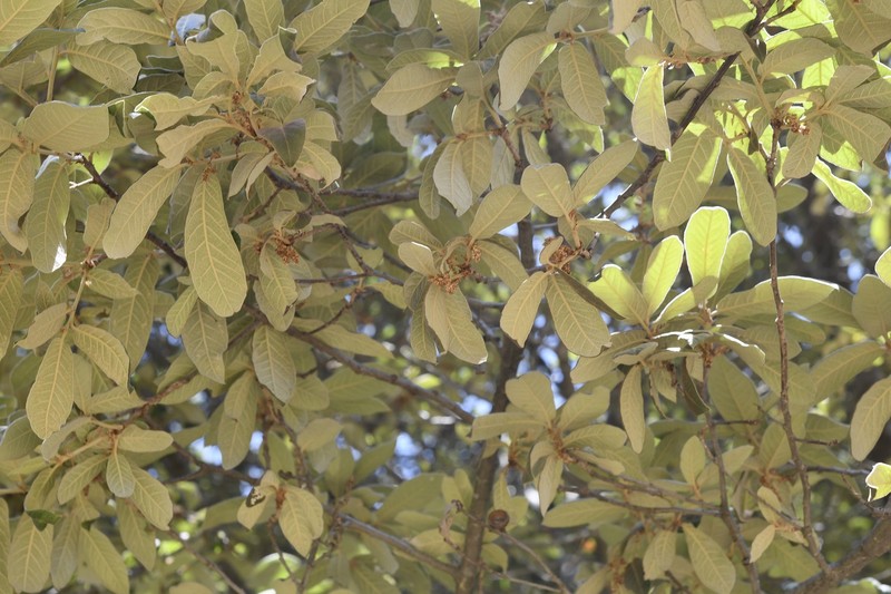 Quercus × dysophylla photo 4