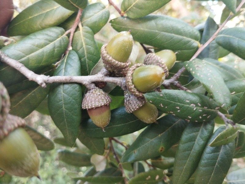 Quercus × dysophylla photo 5