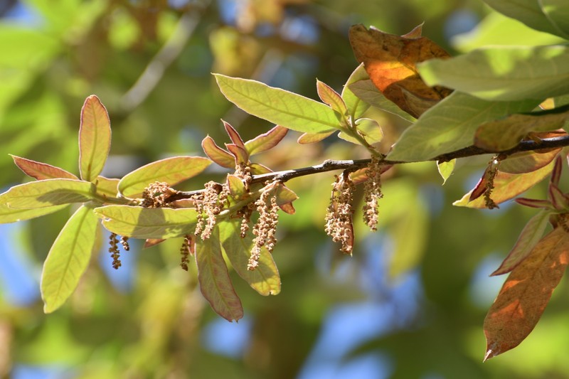 Quercus × dysophylla photo 6