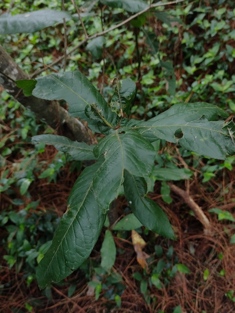 Quercus × dysophylla photo 7