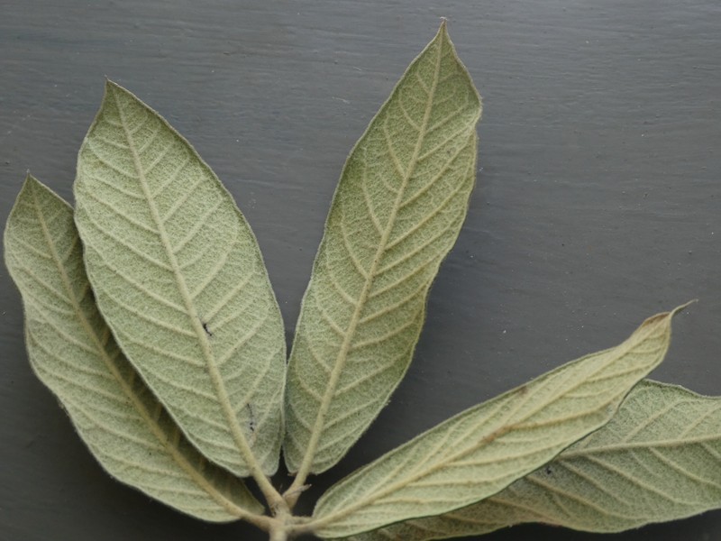 Quercus × dysophylla photo 8