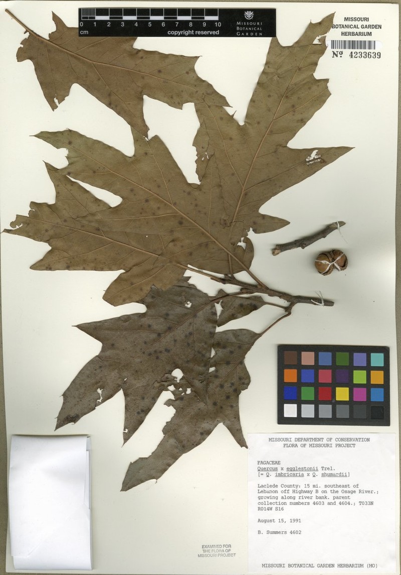 Quercus × egglestonii photo 3